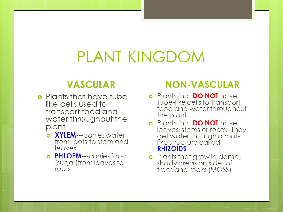 PLANT KINGDOM VASCULAR  Plants that have tube- like cells used to transport food and water throughout the plant  XYLEM ---carries water from roots to stem and leaves  PHLOEM ---carries food (sugar)from leaves to roots NON-VASCULAR  Plants that DO NOT have tube-like cells to transport food and water throughout the plant.