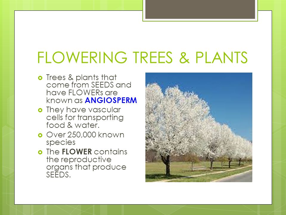 FLOWERING TREES & PLANTS  Trees & plants that come from SEEDS and have FLOWERs are known as ANGIOSPERM  They have vascular cells for transporting food & water.