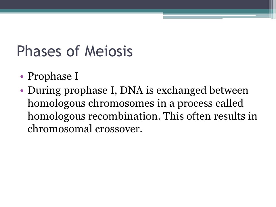 Collection Of Meiosis Matching Worksheet Sharebrowse Pictures Stages Of Meiosis Worksheet Beatlogcarnival