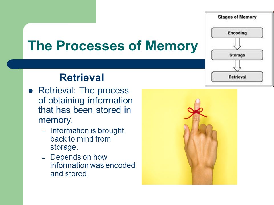 The Processes of Memory Retrieval Retrieval: The process of obtaining information that has been stored in memory.