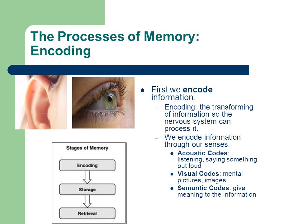 The Processes of Memory: Encoding First we encode information.