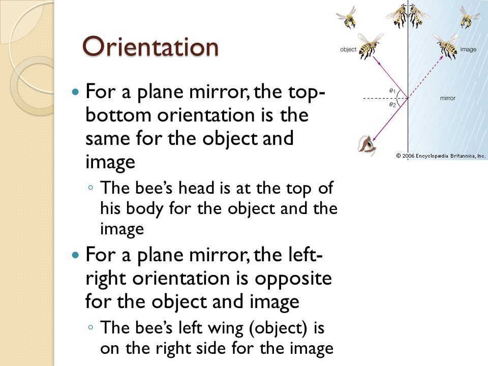 Orientation For a plane mirror, the top- bottom orientation is the same for the object and image ◦ The bee’s head is at the top of his body for the object and the image For a plane mirror, the left- right orientation is opposite for the object and image ◦ The bee’s left wing (object) is on the right side for the image
