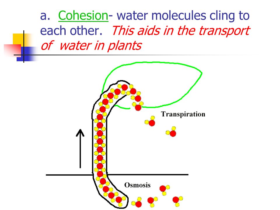 a. Cohesion- water molecules cling to each other. This aids in the transport of water in plants