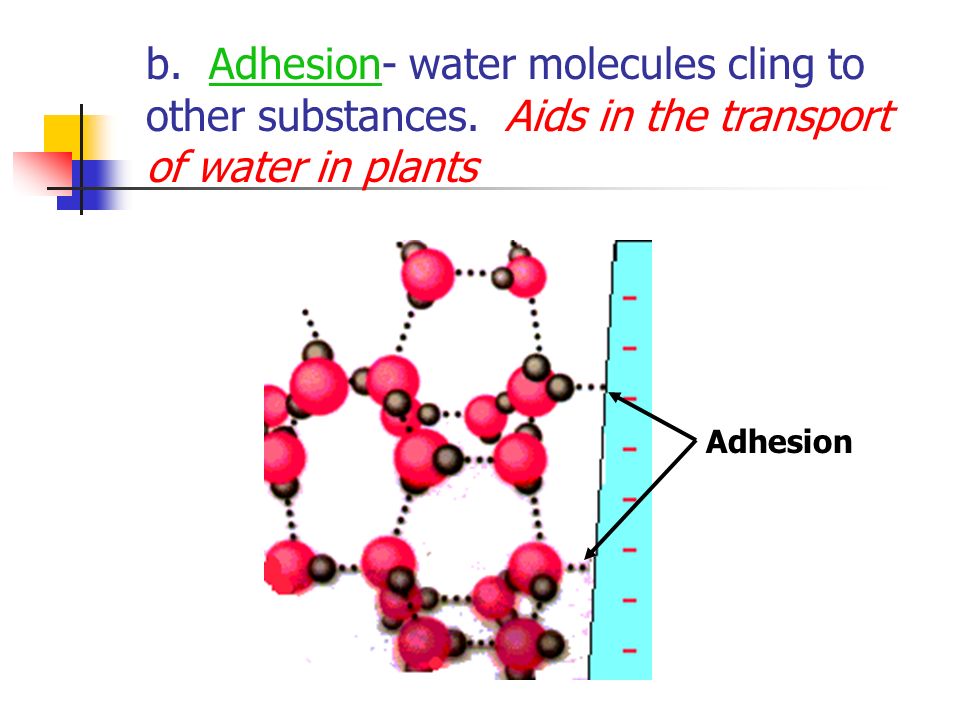 Adhesion b. Adhesion- water molecules cling to other substances.