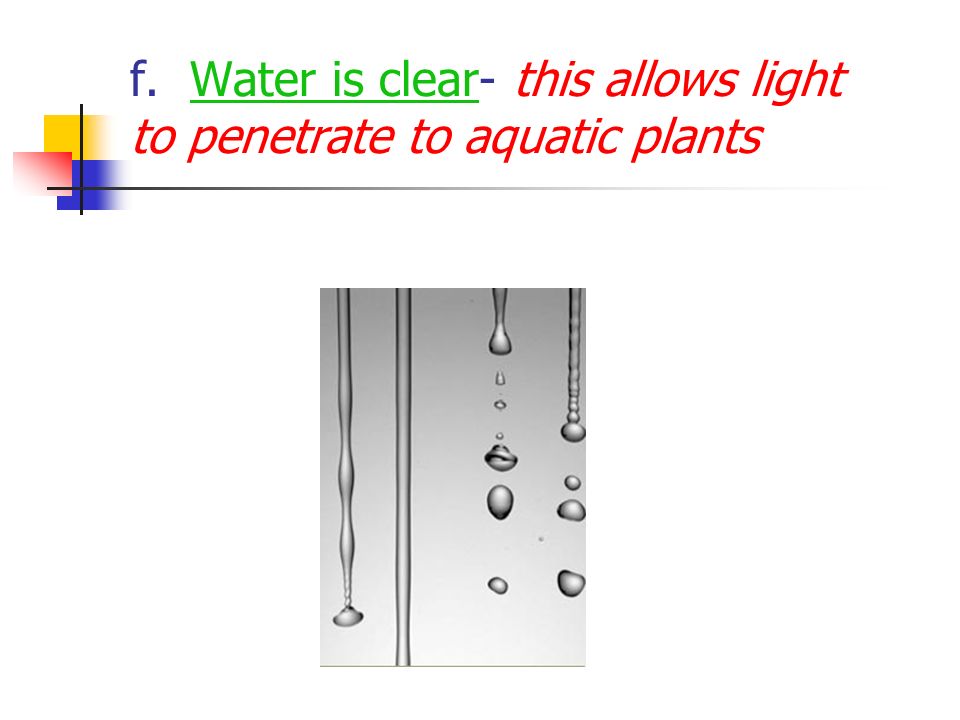 f. Water is clear- this allows light to penetrate to aquatic plants