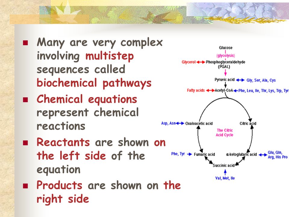 Many are very complex involving multistep sequences called biochemical pathways Chemical equations represent chemical reactions Reactants are shown on the left side of the equation Products are shown on the right side