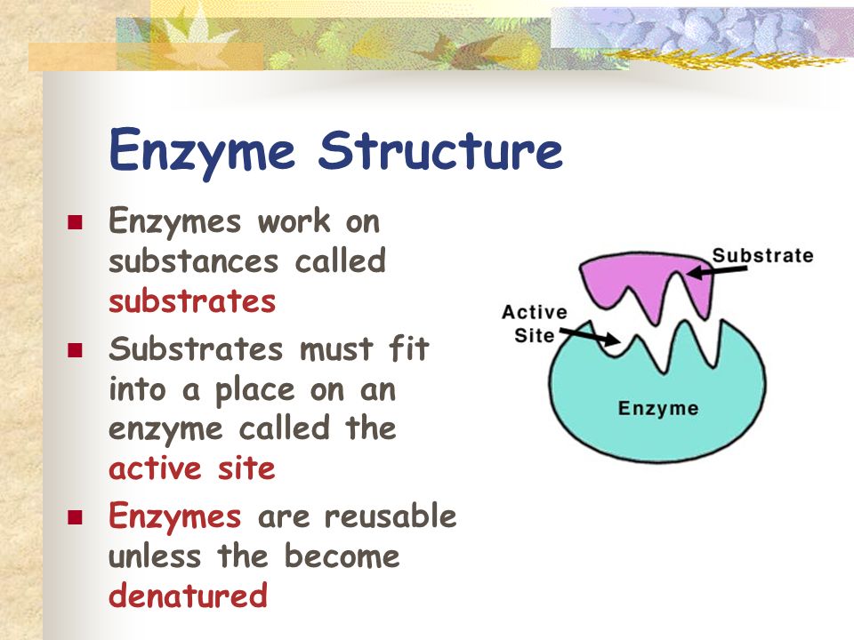 Enzyme Structure Enzymes work on substances called substrates Substrates must fit into a place on an enzyme called the active site Enzymes are reusable unless the become denatured