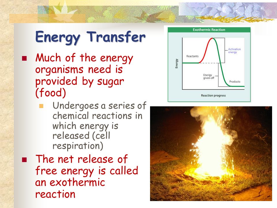 Energy Transfer Much of the energy organisms need is provided by sugar (food) Undergoes a series of chemical reactions in which energy is released (cell respiration) The net release of free energy is called an exothermic reaction