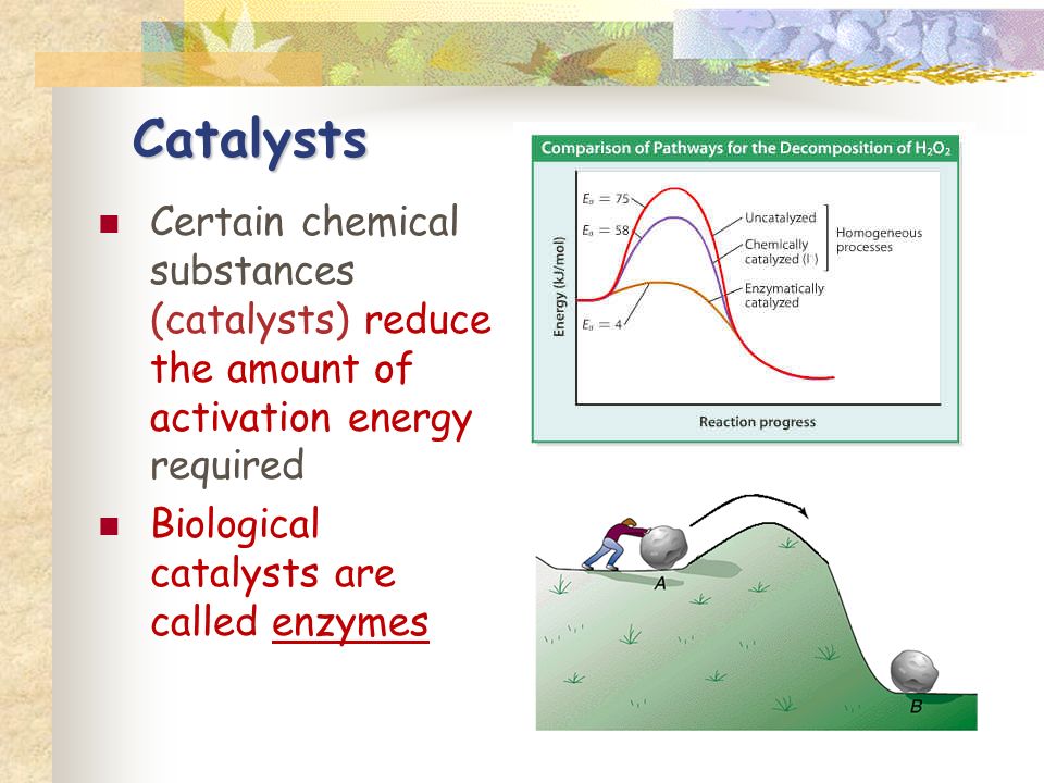 Certain chemical substances (catalysts) reduce the amount of activation energy required Biological catalysts are called enzymes Catalysts