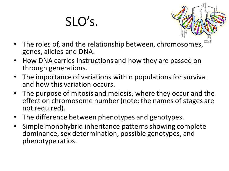 Printables Genetic Variation Worksheet genetic variation worksheet vintagegrn irade co