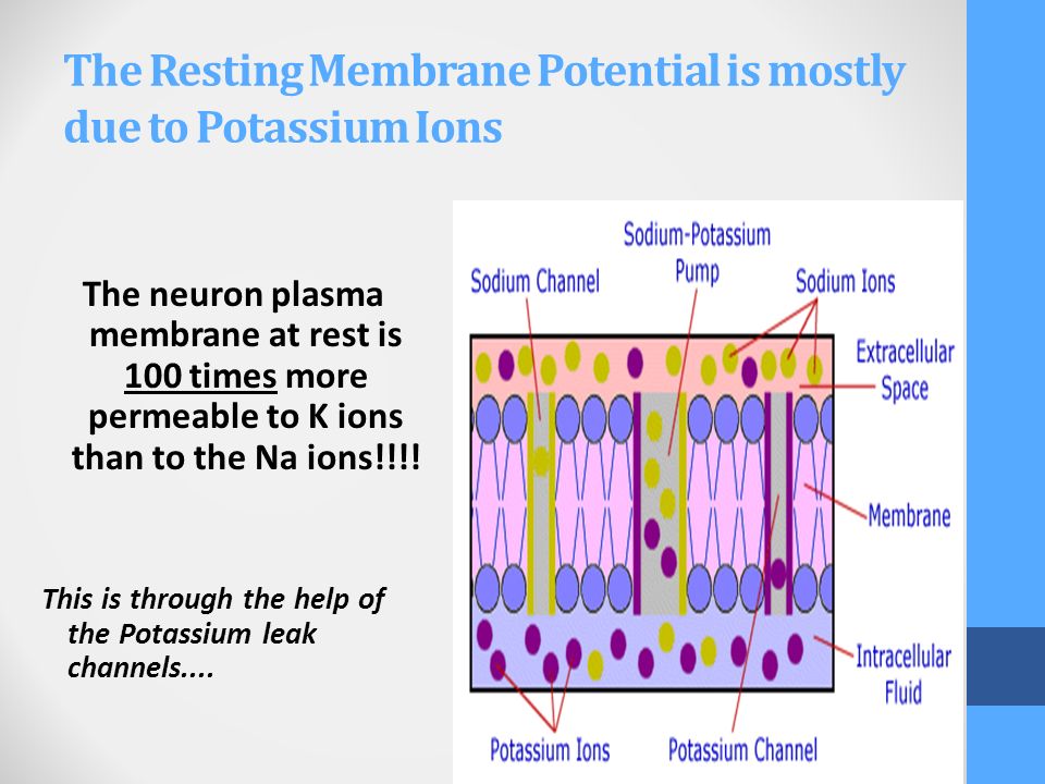 membrane potential The resting potential for a ventricular myocyte is about -90 mv, which is near the equilibrium potential for k + when extracellular k + concentration is 4 mm since the equilibrium potential for k + is -96 mv and the resting membrane potential is -90 mv, there is a net electrochemical driving force (difference between membrane potential. membrane potential The resting potential for a ventricular myocyte is about -90 mv, which is near the equilibrium potential for k + when extracellular k + concentration is 4 mm since the equilibrium potential for k + is -96 mv and the resting membrane potential is -90 mv, there is a net electrochemical driving force (difference between membrane potential.