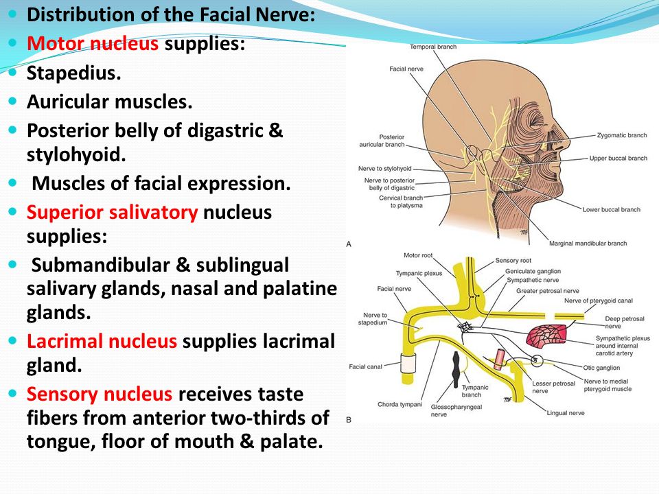 Nerve and facial nerve