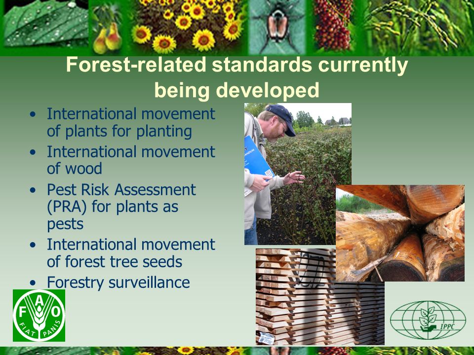 Forest-related standards currently being developed International movement of plants for planting International movement of wood Pest Risk Assessment (PRA) for plants as pests International movement of forest tree seeds Forestry surveillance