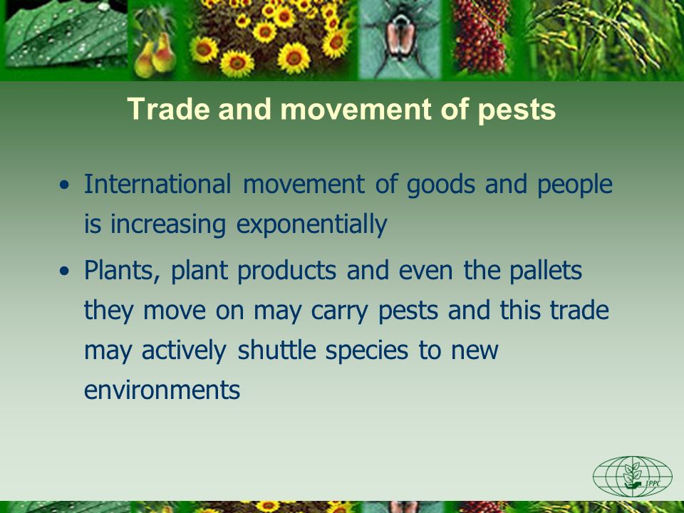 Trade and movement of pests International movement of goods and people is increasing exponentially Plants, plant products and even the pallets they move on may carry pests and this trade may actively shuttle species to new environments