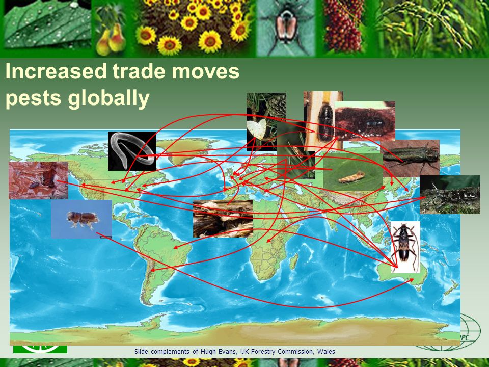 Increased trade moves pests globally Slide complements of Hugh Evans, UK Forestry Commission, Wales