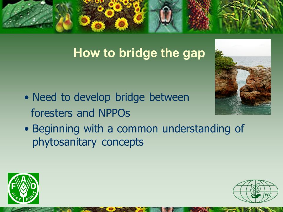How to bridge the gap Need to develop bridge between foresters and NPPOs Beginning with a common understanding of phytosanitary concepts