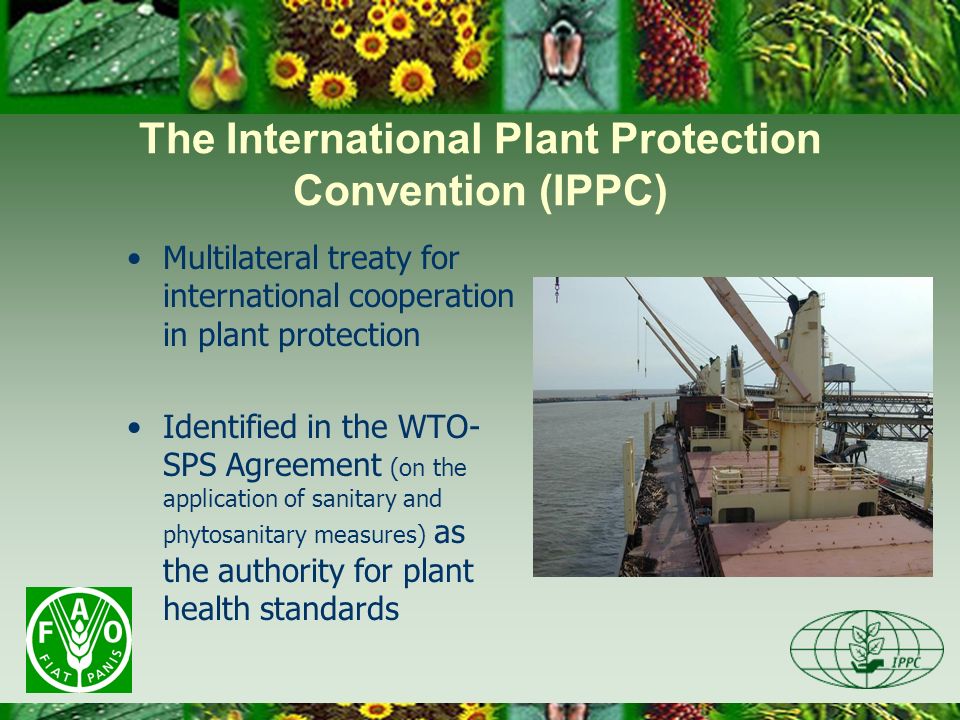 The International Plant Protection Convention (IPPC) Multilateral treaty for international cooperation in plant protection Identified in the WTO- SPS Agreement (on the application of sanitary and phytosanitary measures) as the authority for plant health standards