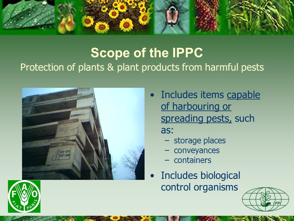 Scope of the IPPC Includes items capable of harbouring or spreading pests, such as: –storage places –conveyances –containers Includes biological control organisms Protection of plants & plant products from harmful pests