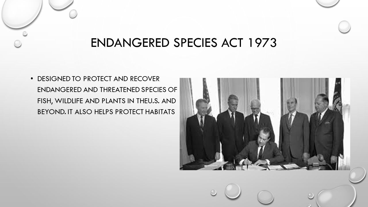 ENDANGERED SPECIES ACT 1973 DESIGNED TO PROTECT AND RECOVER ENDANGERED AND THREATENED SPECIES OF FISH, WILDLIFE AND PLANTS IN THEU.S.