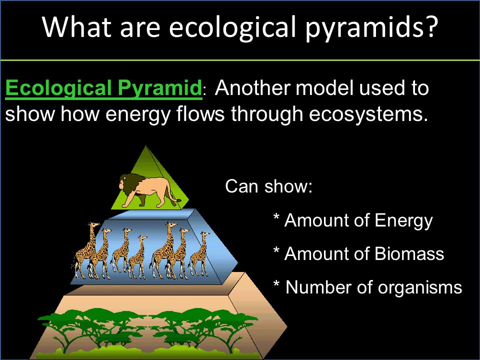 What are ecological pyramids.