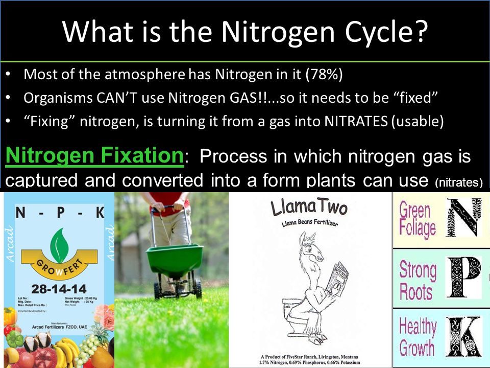 What is the Nitrogen Cycle.