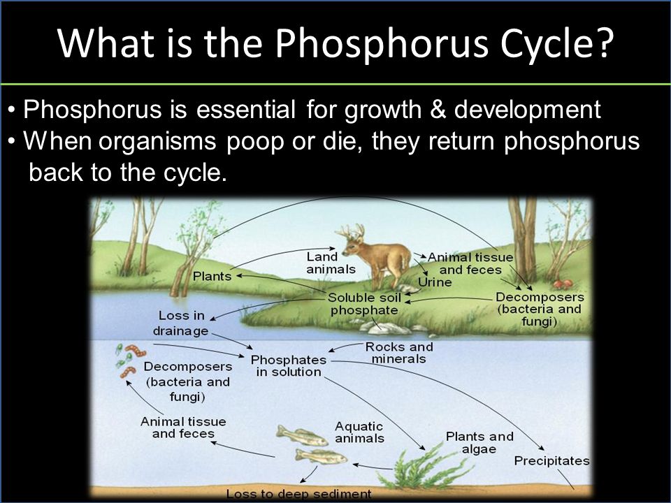 What is the Phosphorus Cycle.
