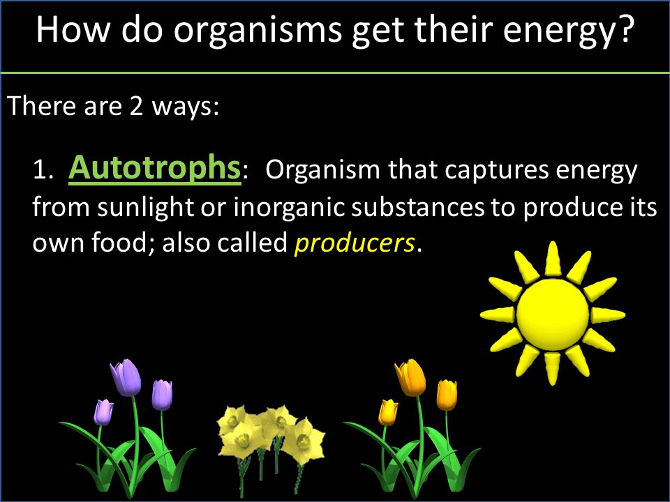 How do organisms get their energy. There are 2 ways: 1.