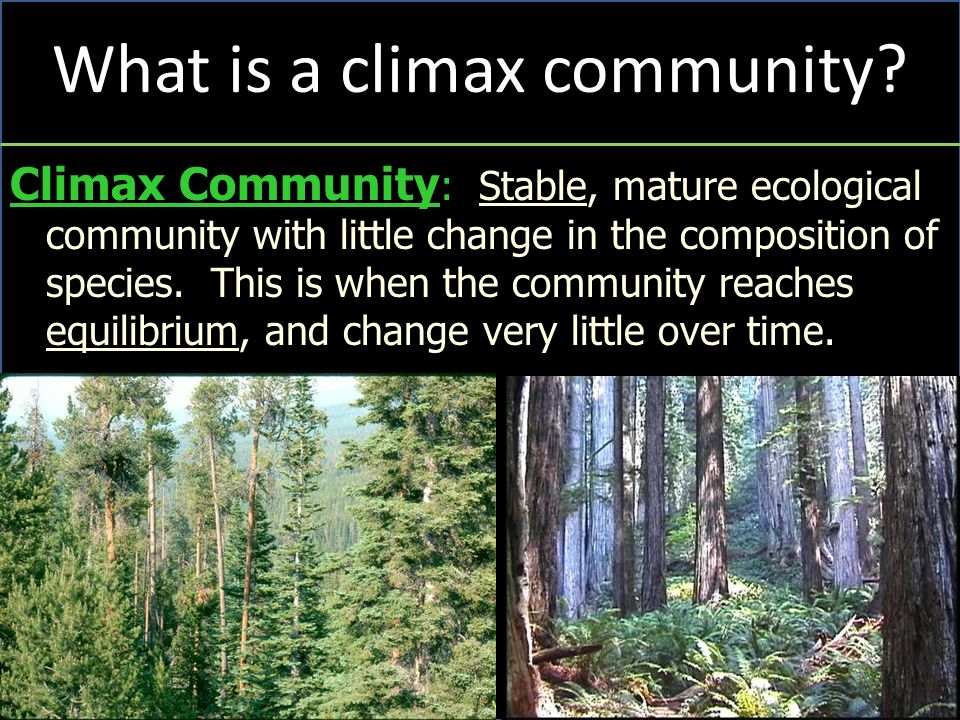 What is a climax community.