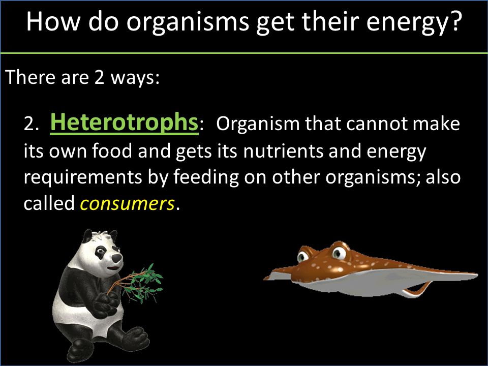 How do organisms get their energy. There are 2 ways: 2.