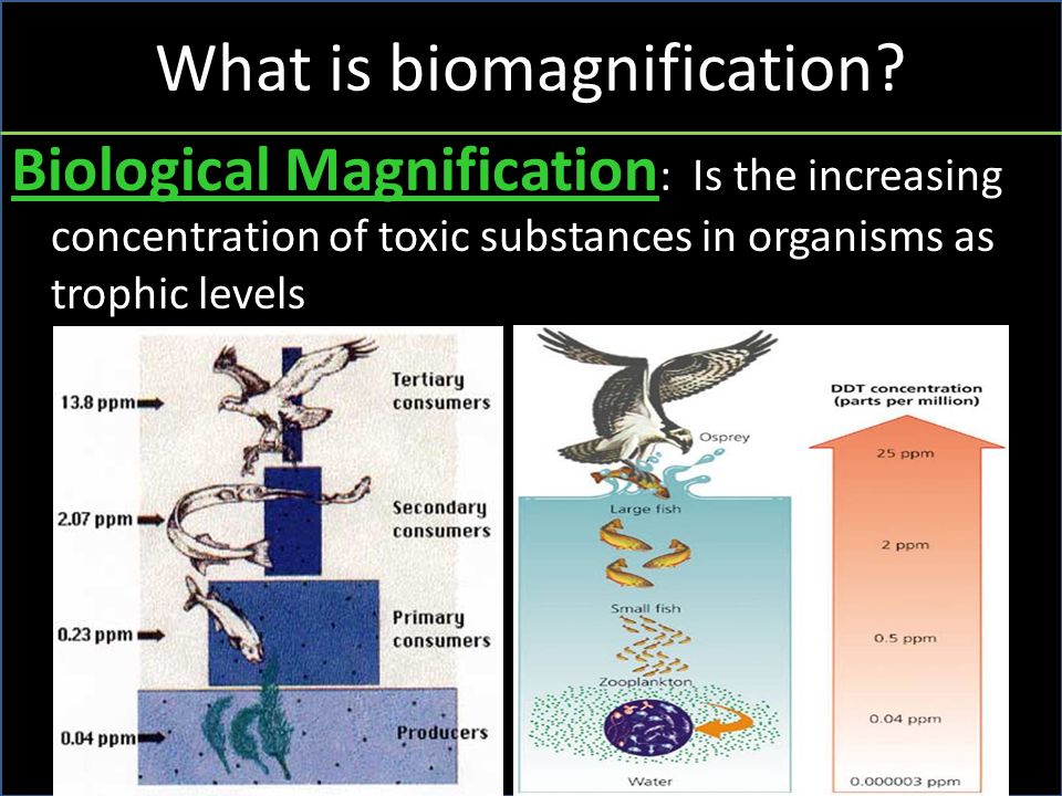 What is biomagnification.