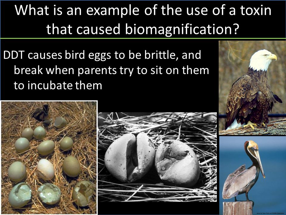 DDT causes bird eggs to be brittle, and break when parents try to sit on them to incubate them What is an example of the use of a toxin that caused biomagnification