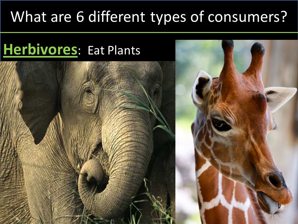 What are 6 different types of consumers Herbivores : Eat Plants
