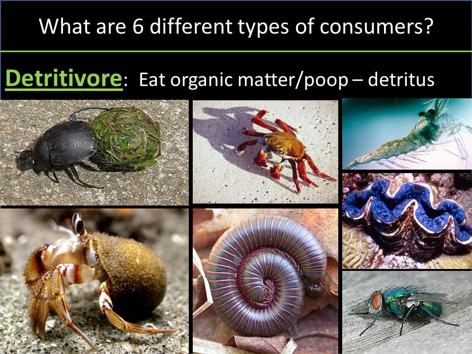 What are 6 different types of consumers Detritivore : Eat organic matter/poop – detritus