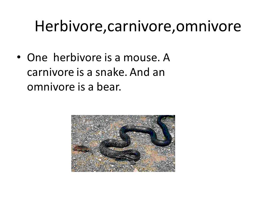 is a mouse a carnivore herbivore or omnivore under is a mouse a carnivore herbivore or omnivore