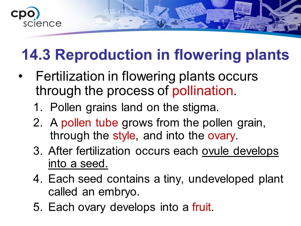 14.3 Reproduction in flowering plants Fertilization in flowering plants occurs through the process of pollination.
