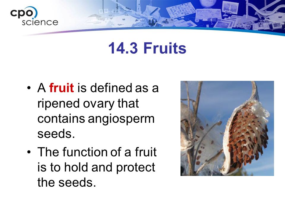 14.3 Fruits A fruit is defined as a ripened ovary that contains angiosperm seeds.