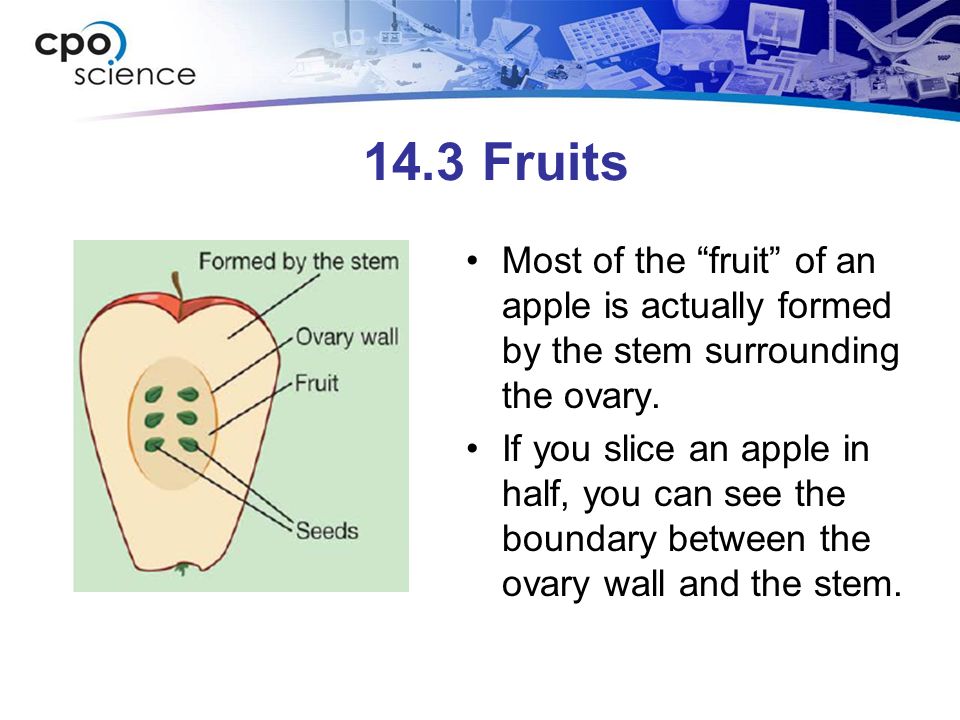 14.3 Fruits Most of the fruit of an apple is actually formed by the stem surrounding the ovary.
