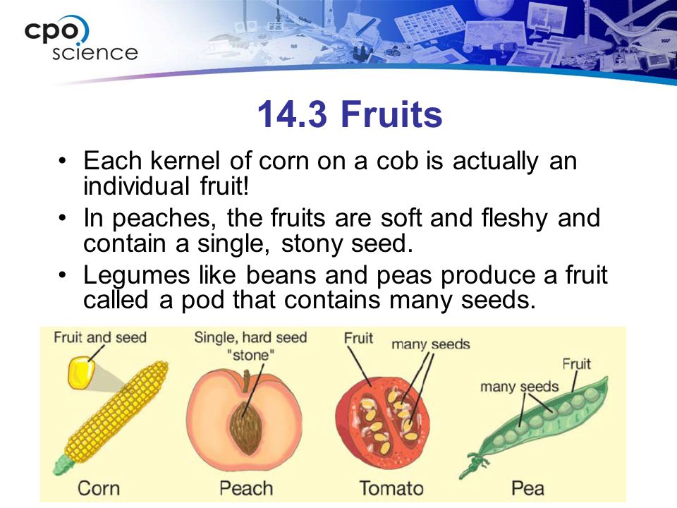 14.3 Fruits Each kernel of corn on a cob is actually an individual fruit.