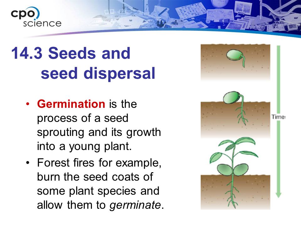 14.3 Seeds and seed dispersal Germination is the process of a seed sprouting and its growth into a young plant.
