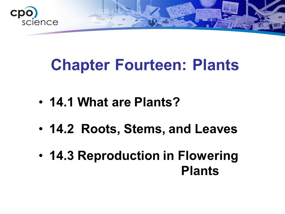 Chapter Fourteen: Plants 14.1 What are Plants.