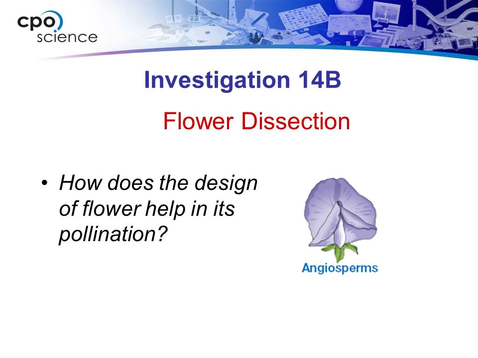 Investigation 14B How does the design of flower help in its pollination Flower Dissection