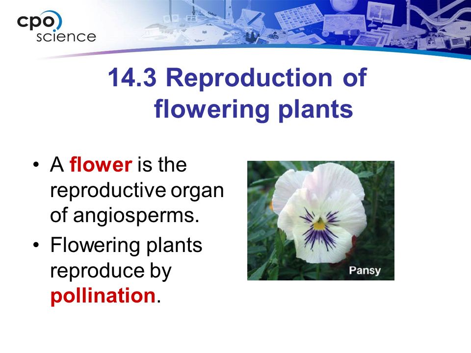 14.3 Reproduction of flowering plants A flower is the reproductive organ of angiosperms.