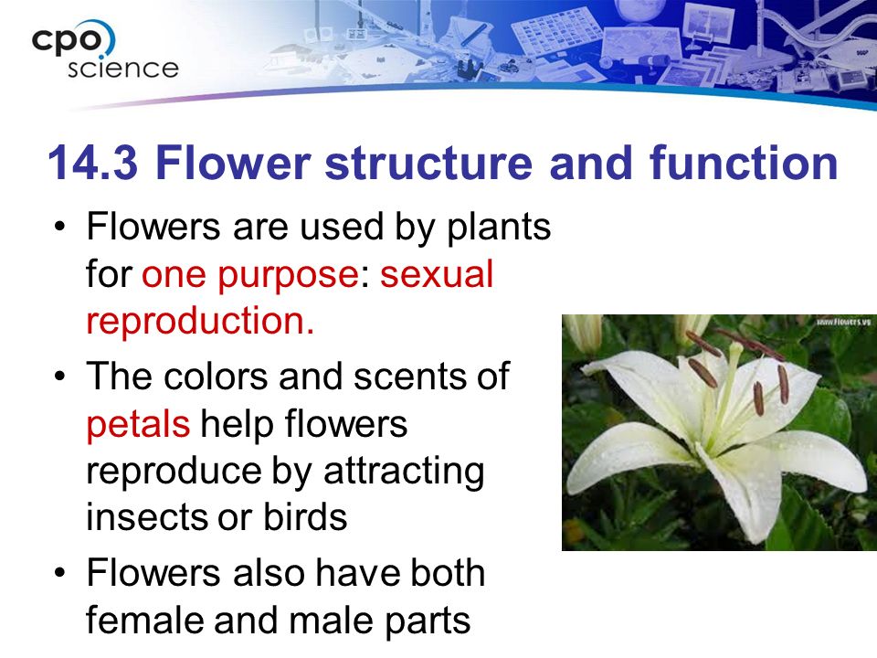 14.3 Flower structure and function Flowers are used by plants for one purpose: sexual reproduction.