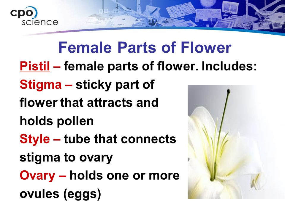 Female Parts of Flower Pistil – female parts of flower.