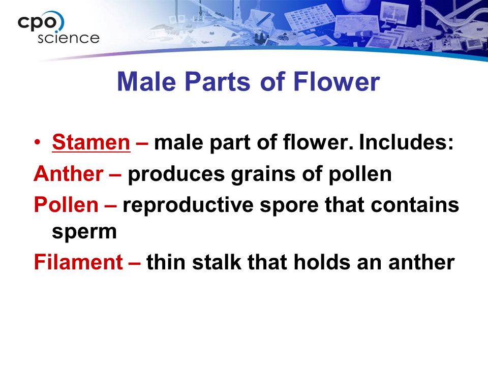 Male Parts of Flower Stamen – male part of flower.