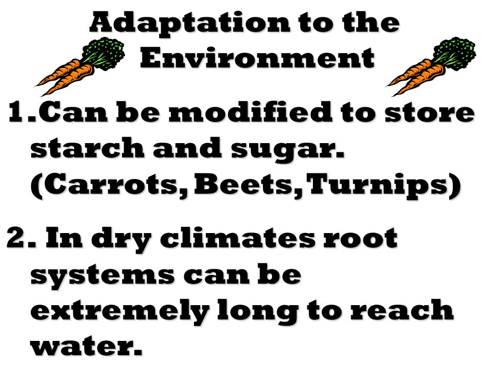 Adaptation to the Environment 1.Can be modified to store starch and sugar.