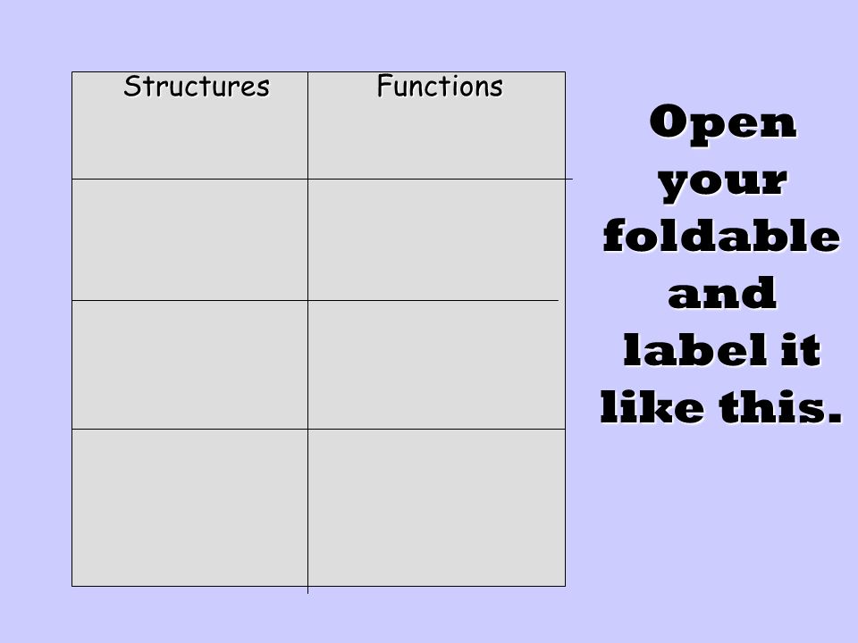 Open your foldable and label it like this. StructuresFunctions
