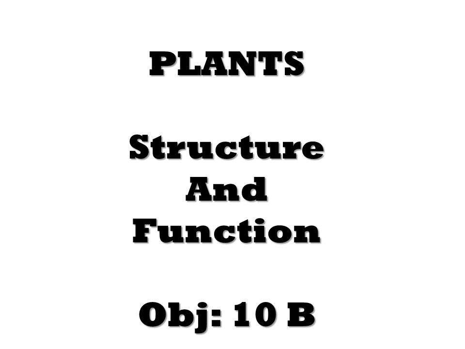 PLANTSStructureAndFunction Obj: 10 B