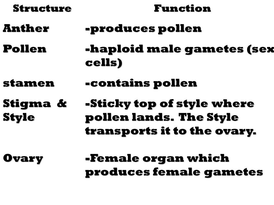 StructureAntherPollenstamen Stigma & Style OvaryFunction -produces pollen -haploid male gametes (sex cells) -contains pollen -Sticky top of style where pollen lands.