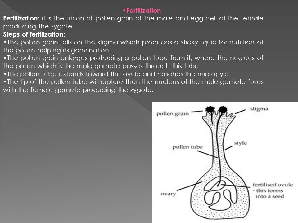 Fertilization Fertilization: it is the union of pollen grain of the male and egg cell of the female producing the zygote.